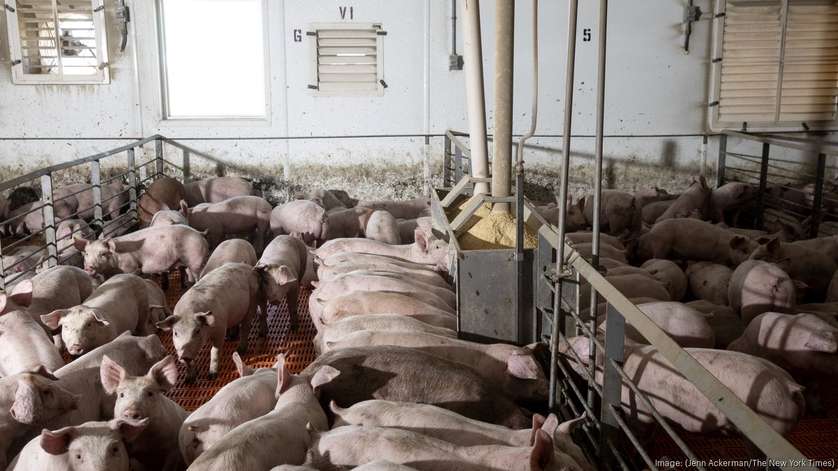 HyLife Minnesota pork plant with 1,000 workers may close if buyer isn't ...