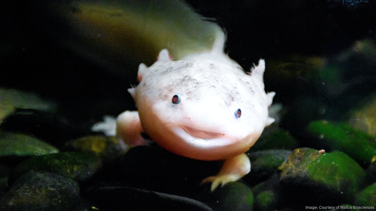 Meet the Harvard professor using salamander science to heal scars
