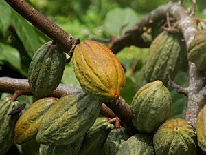 Raw Cocoa Fruit