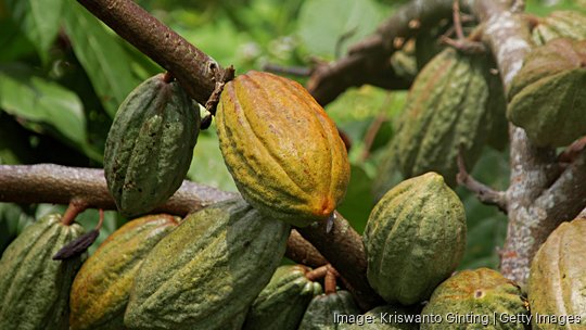 Raw Cocoa Fruit