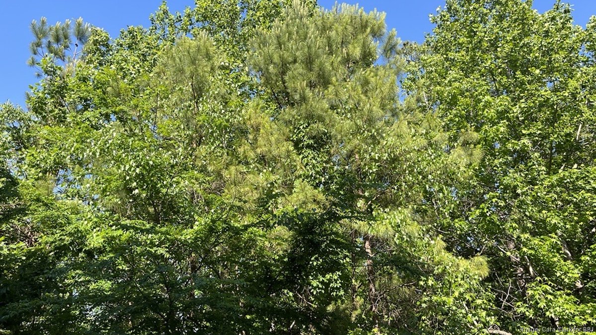 The Nature Conservancy makes 596acre acquisition in Bibb County Birmingham Business Journal