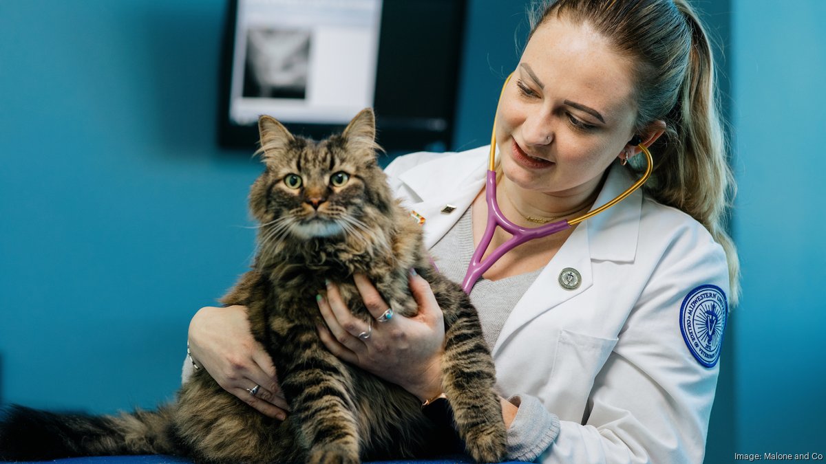 Arizona Veterinary Technician Certification Requirements at Lois