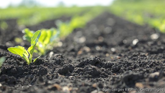 Shoots in the field in spring - stock photo