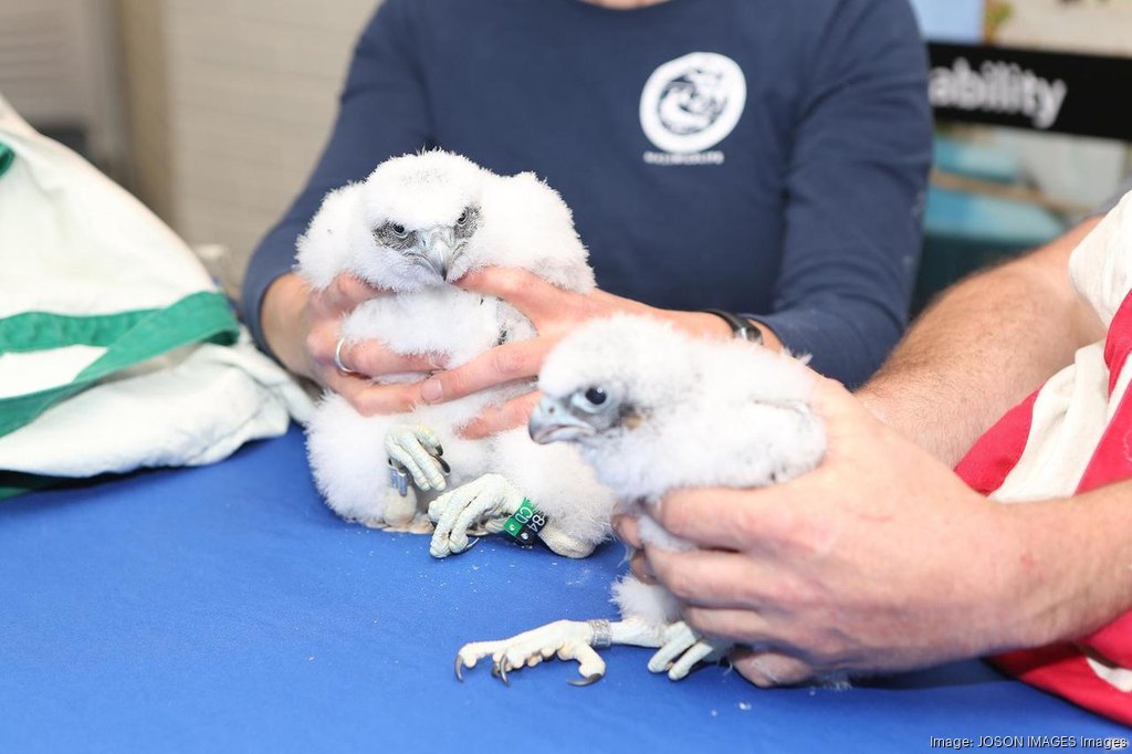 Why Peregrine Falcons Are Calling Philadelphia Home