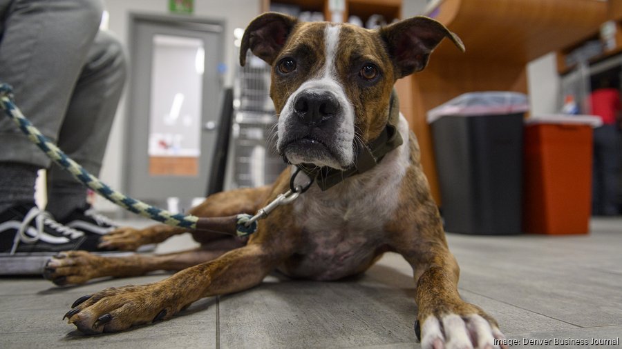 New Denverarea pet clinics underscore a changing industry Denver