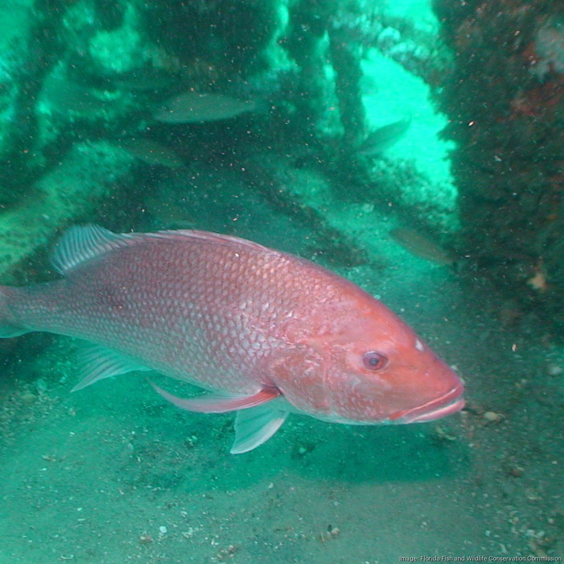 Atlantic Red Snapper