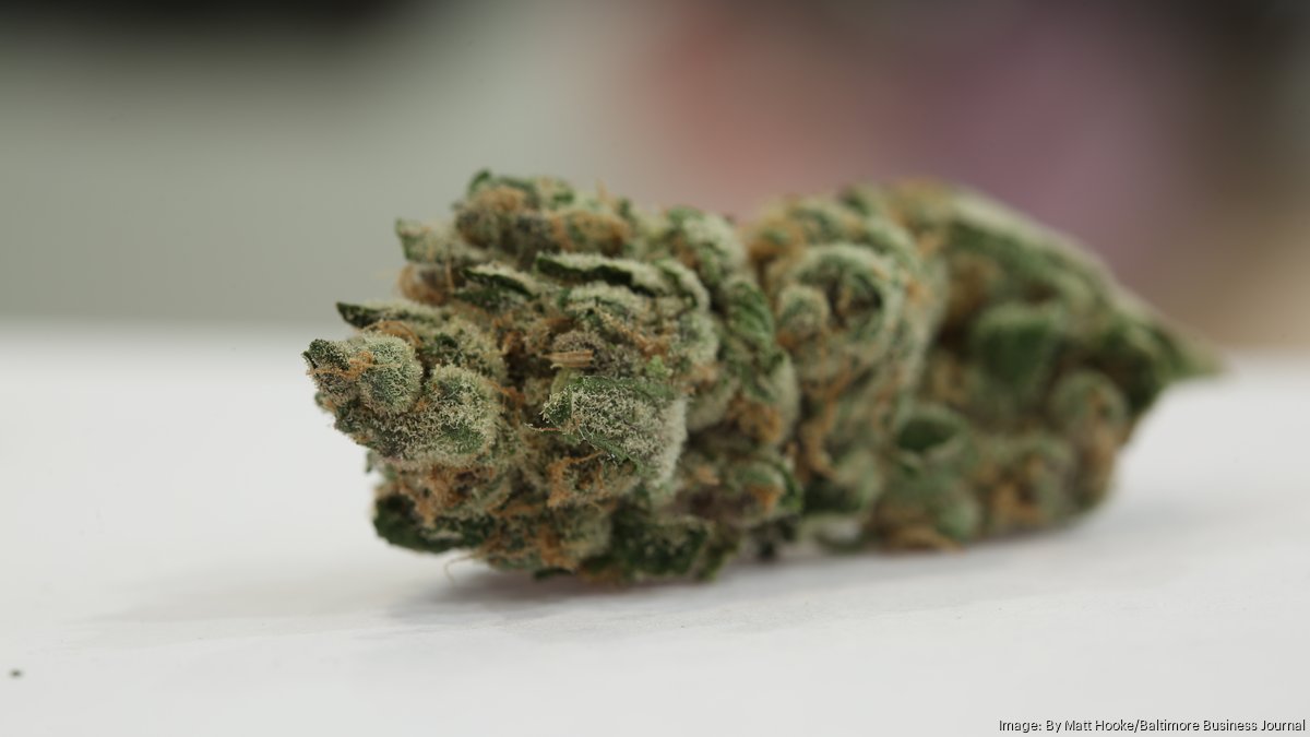 Judge clears path for cannabis firm to sell Md. dispensaries, farm - Baltimore Business Journal