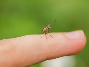 Johns Hopkins University partnership with the Maryland Innovation Initiative looks to eliminate risks mosquitoes bring