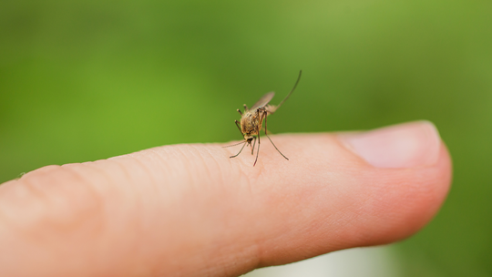 Johns Hopkins University partnership with the Maryland Innovation Initiative looks to eliminate risks mosquitoes bring