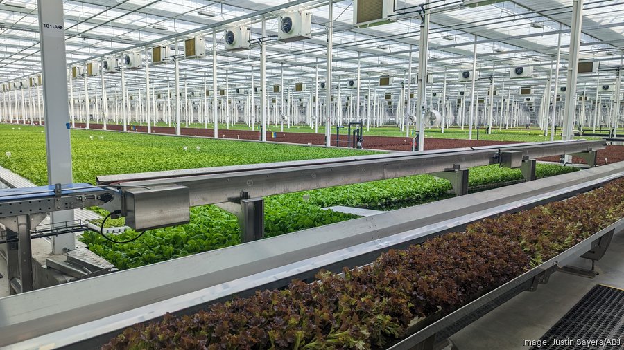 Austin-based Revol Greens Inc. ramps up Temple greenhouse to 20 acres ...