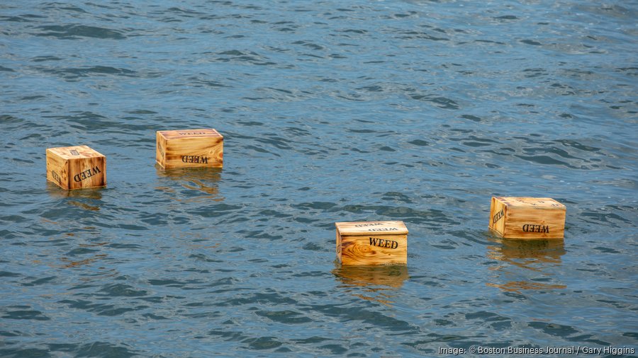 MariMed stages Boston Tea Party reenactment to protest cannabis tax