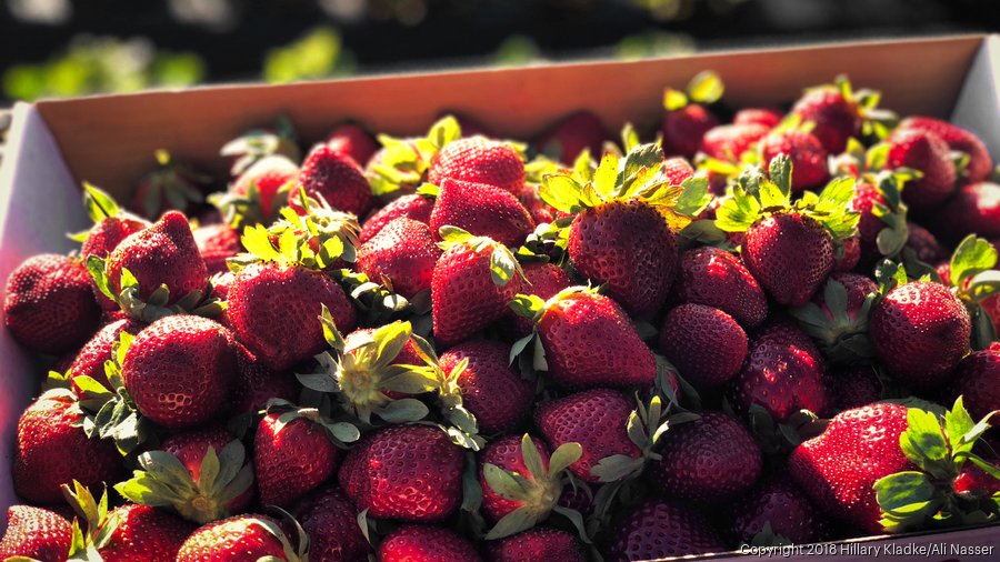 University of Florida to build AI facility for agriculture in