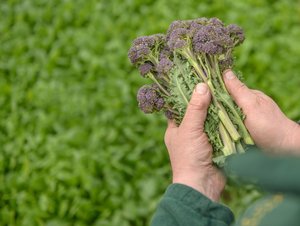 Farmer inspecting organic purple sprouting broccoli, close up