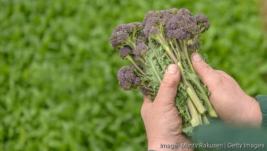 Farmer inspecting organic purple sprouting broccoli, close up