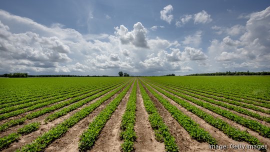 Plants Growing in Field