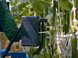 Four Growers cucumbers