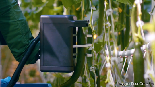 Four Growers cucumbers