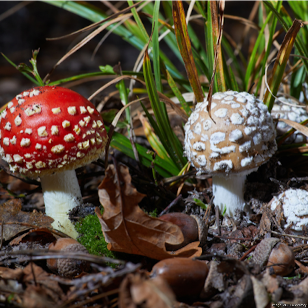 Magic Mushrooms  Turning Point of Tampa