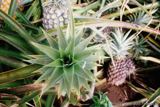 Maui Gold Pineapple