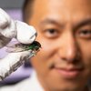 UofL researchers invent antimicrobial surfaces inspired by cicada wings