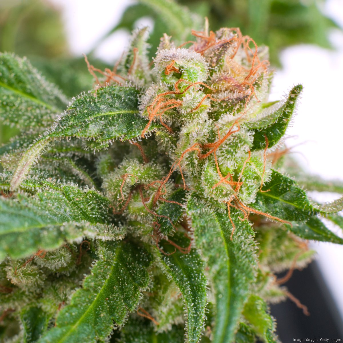 Cannabis firm in $19M fight with partner - St. Louis Business Journal