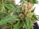 Marijuana cannabis Plant