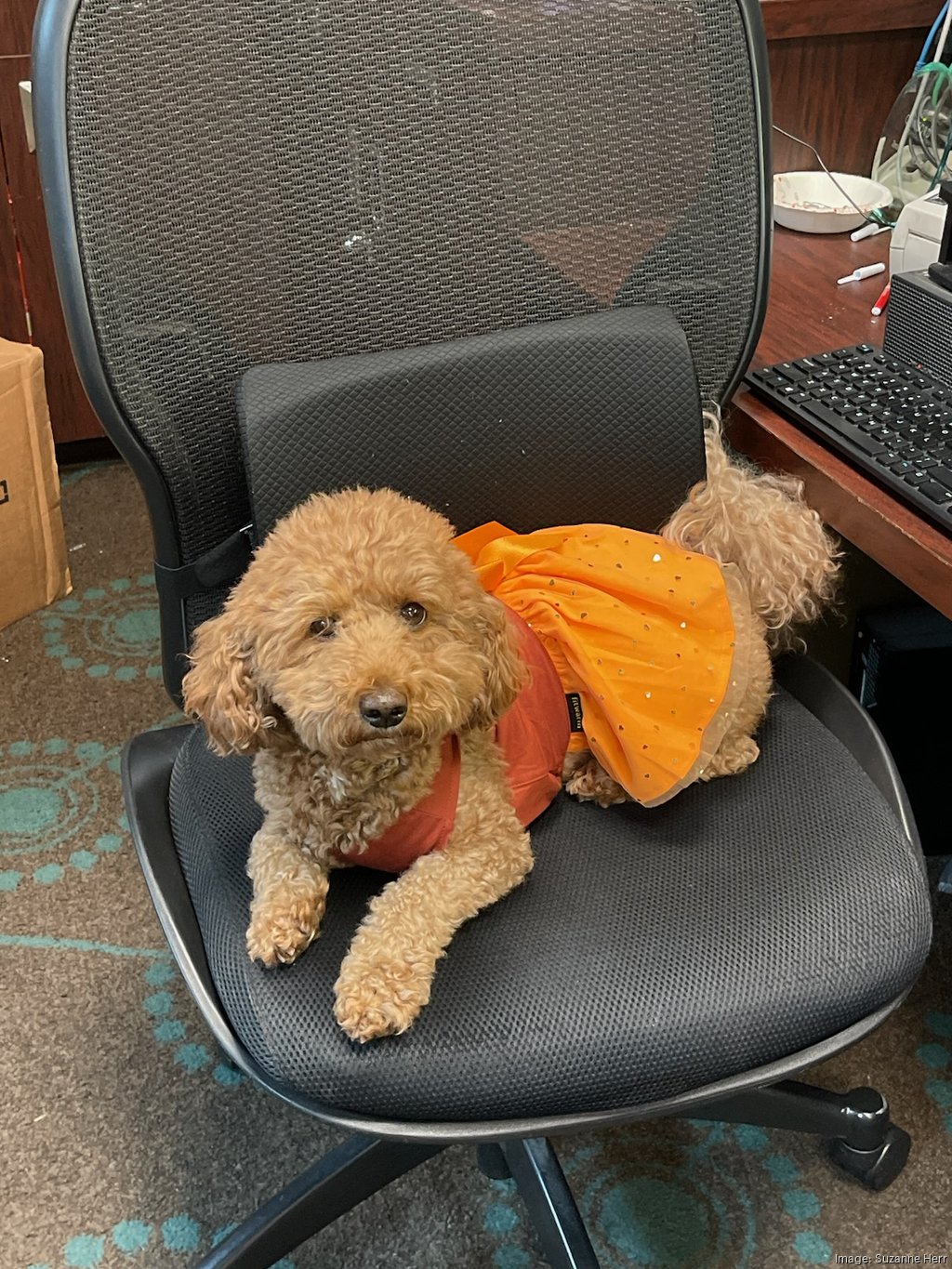 I got to poodle a doodle today! My first time doing bracelets! I was so  excited when her mom showed me Miami cut poodle pictures as inspiration :  r/doggrooming