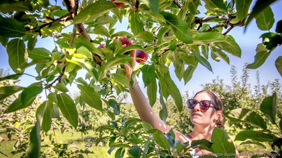 Apple picking photos from Brooksby Farm in Peabody - Boston Business ...