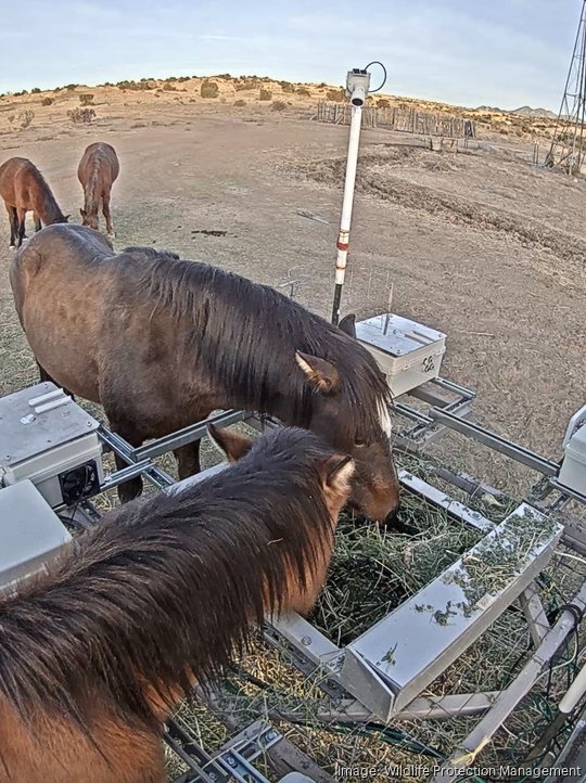 Wildlife Protection Management horses