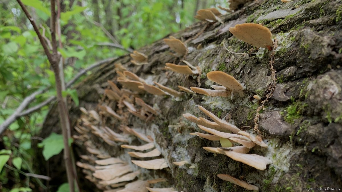 The Memphis Mushroom Festival 'drop in, unplug, find your feelings