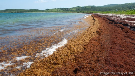 sargassum