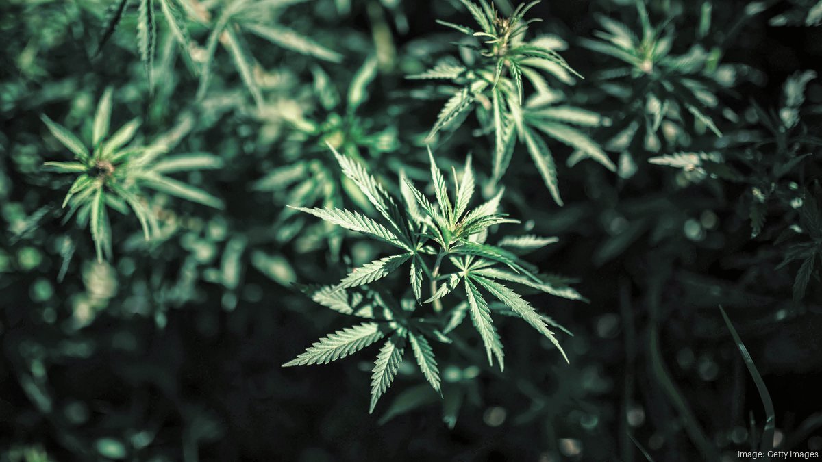 RIV Capital eyes Buffalo for possible weed dispensary Buffalo