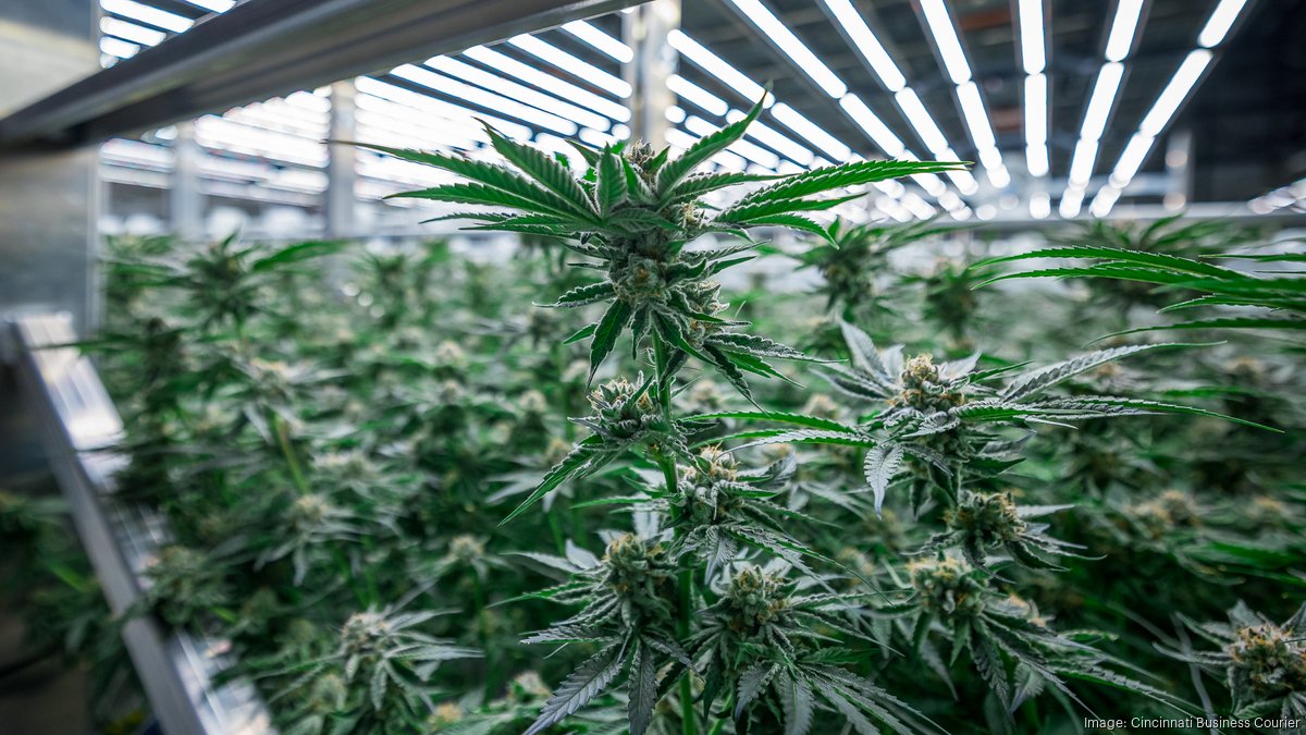 King City Gardens secures exclusive rights to bring top-ranked cannabis brand to Ohio