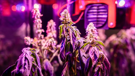 St. Louis agtech startup brings countertop-sized greenhouses to classrooms