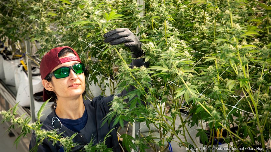 Cannabis companies in Massachusetts are losing their licenses Boston