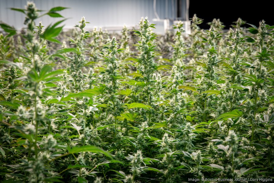 Florida-based cannabis company to close Mass. facility, lay off 157