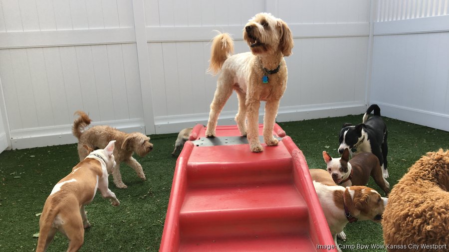 Bow wow hot sale daycare