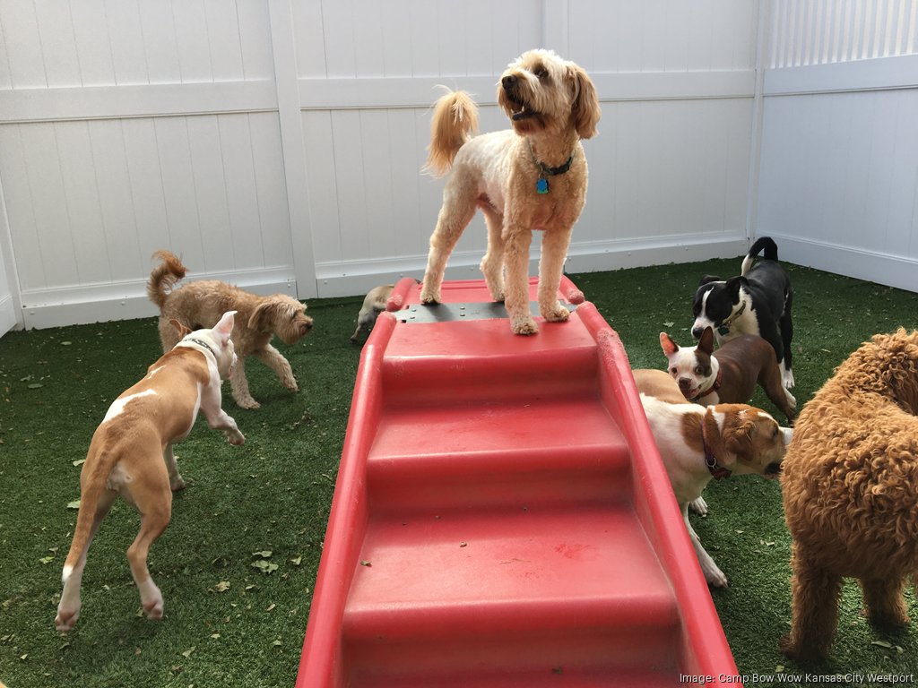 Camp bow clearance wow puppy social