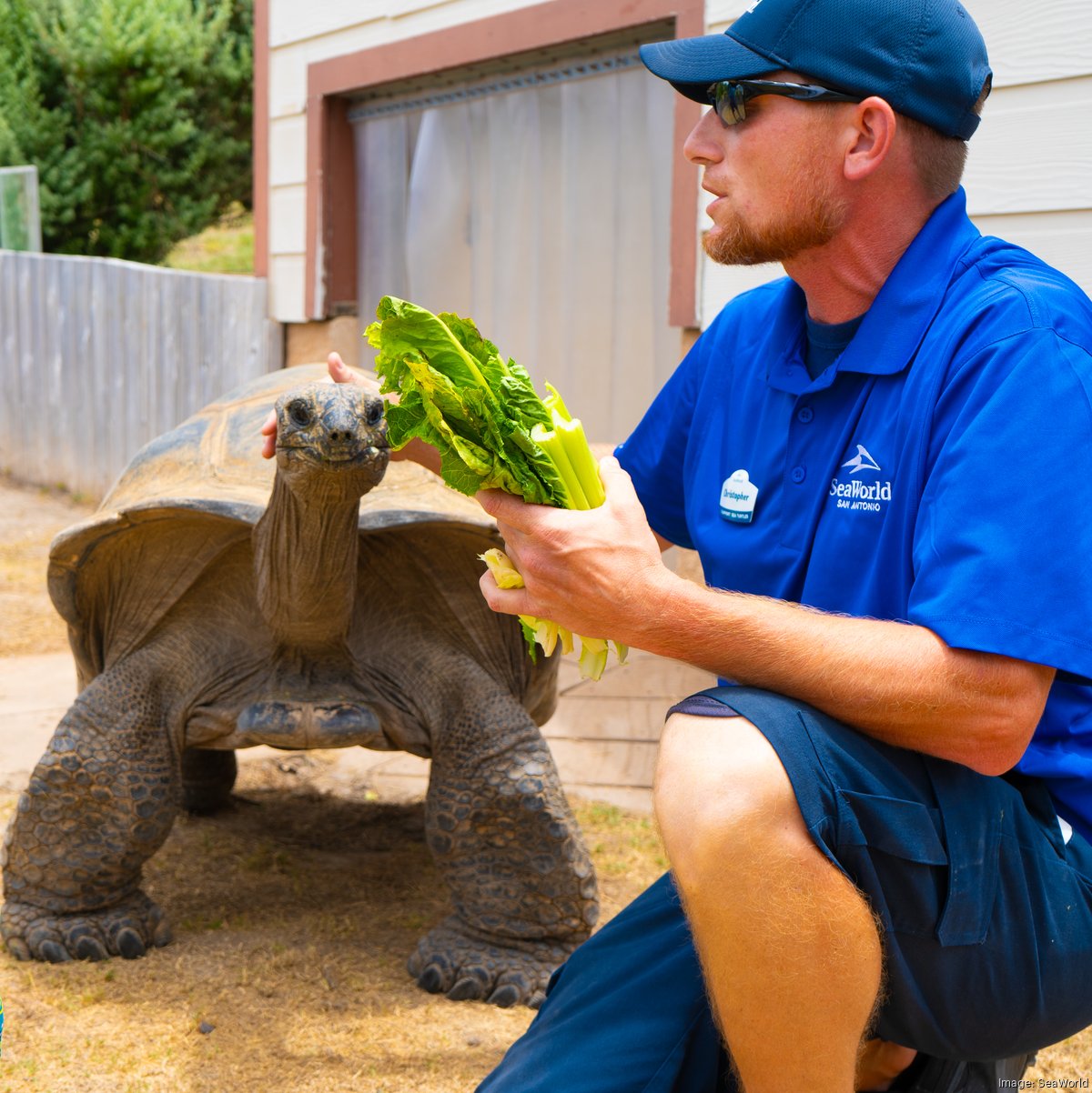SeaWorld San Antonio to add new giant tortoise attraction - San