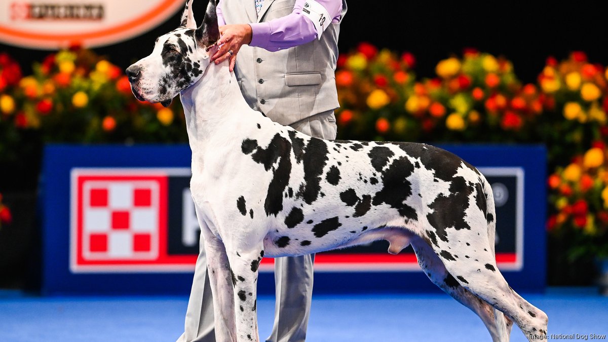Dog preparing for a competition in National Dog Show 2025