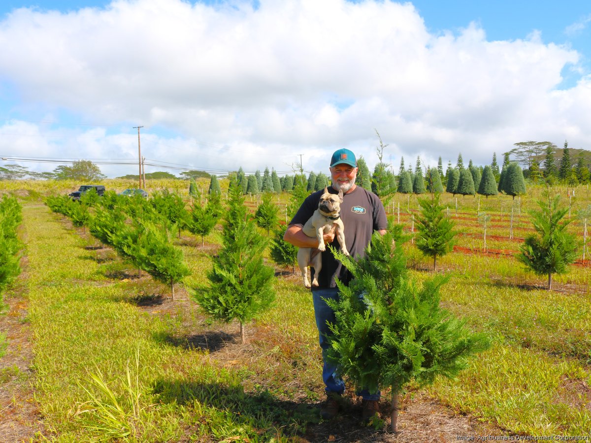 Helemano Farms and the business of Christmas trees - Pacific Business News