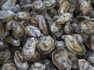 From lab to dinner plate: Maryland aquaculture collaboration works toward sustainable seafood production