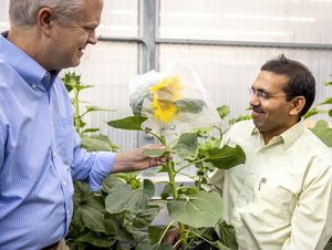 St. Louis-based Edison Agrosciences invests in sunflowers to create domestic source of natural rubber