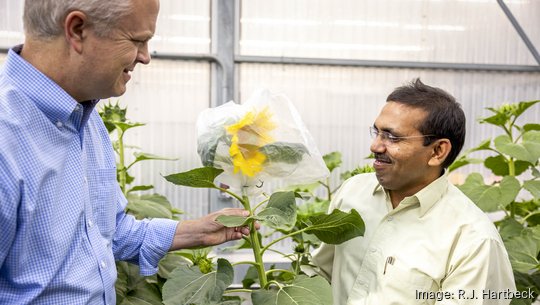 St. Louis-based Edison Agrosciences invests in sunflowers to create domestic source of natural rubber