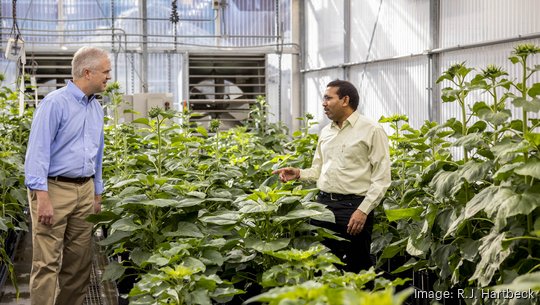 St. Louis-based Edison Agrosciences invests in sunflowers to create domestic source of natural rubber