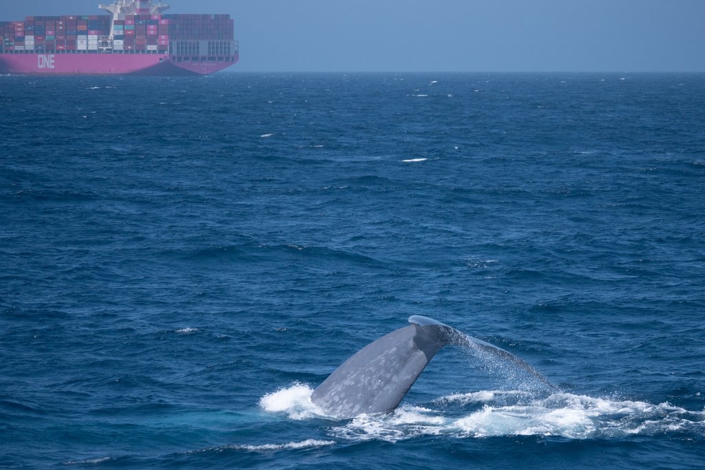 Protecting Blue Whales And Blue Skies Bizspotlight San Francisco