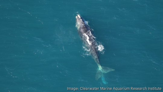 North Atlantic right whale