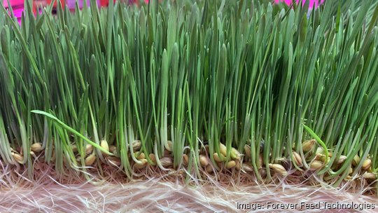 Sprouted wheatgrass