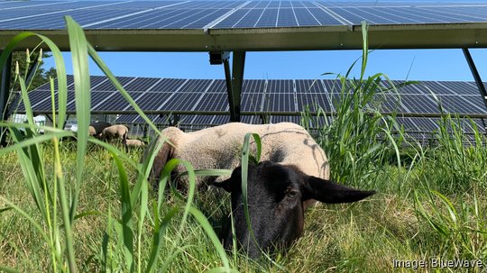 Sheep in the Sun