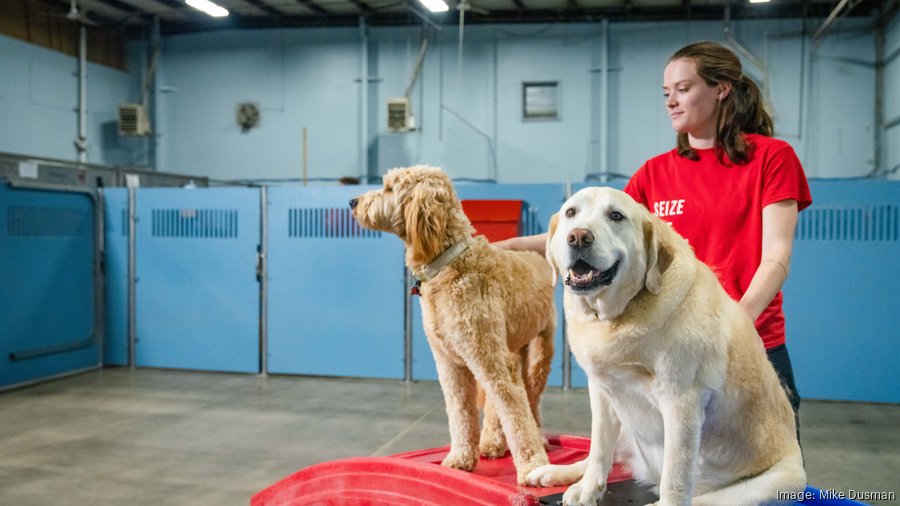 Bow wow discount doggie day camp